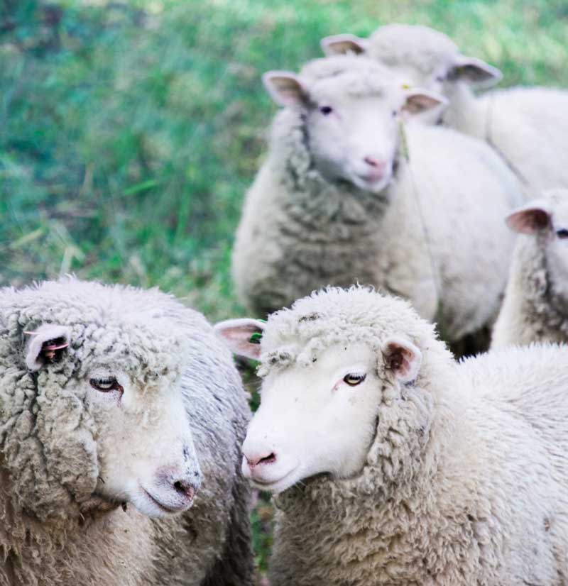 campaigns-box-800px Slow Food Campaigns